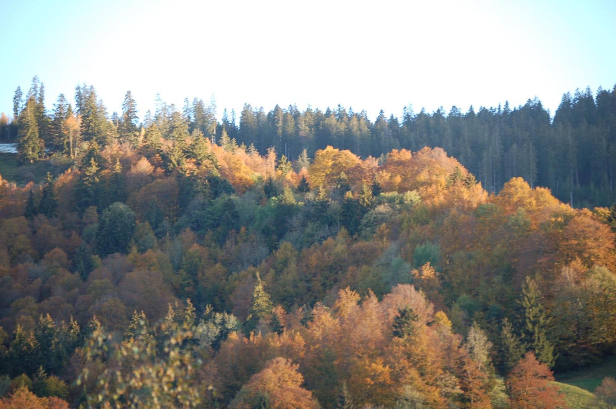 Gasthaus Schaefli Alt St. Johann ภายนอก รูปภาพ